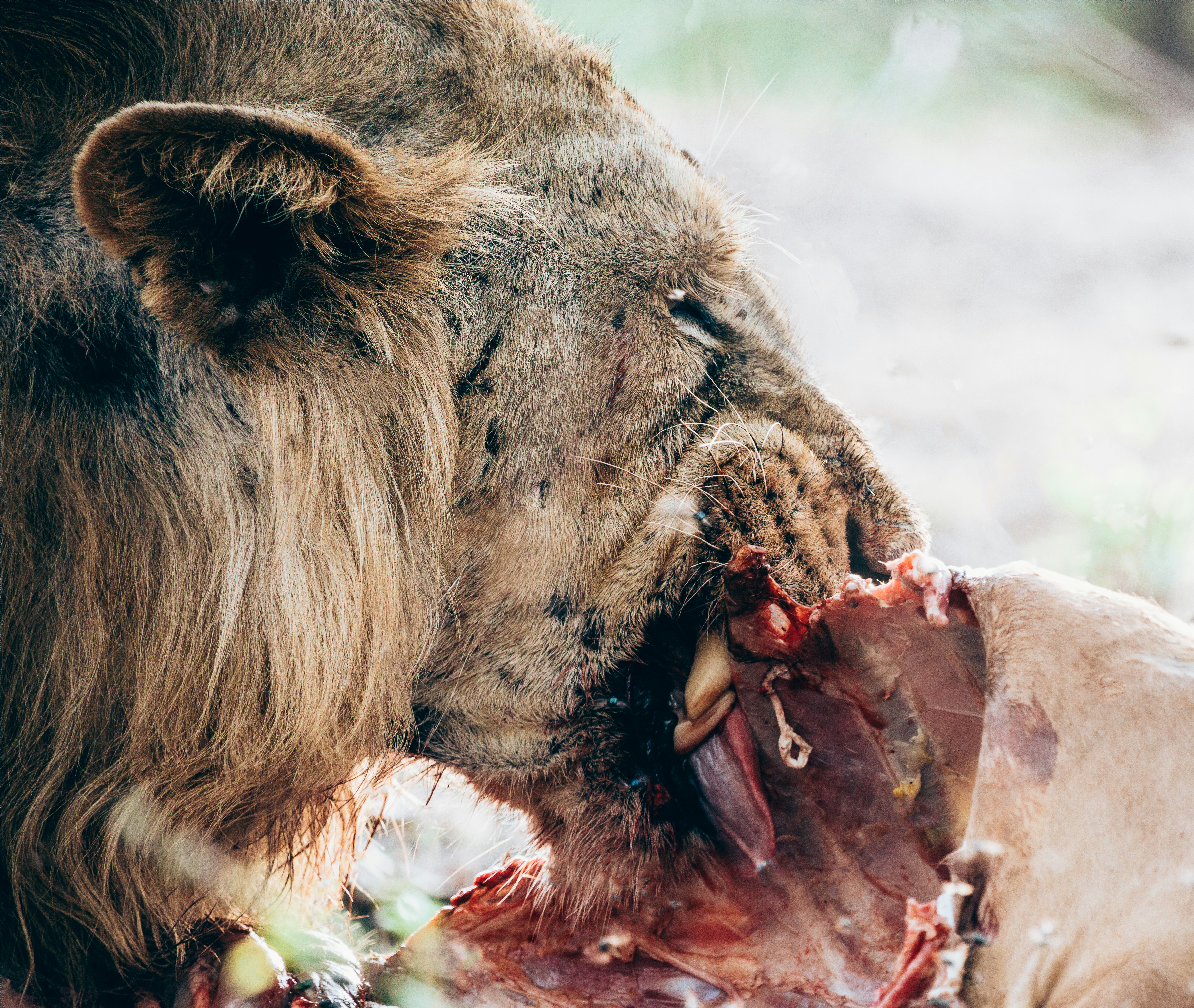 Bite Force: Jaw Power That Crushes (image credits: unsplash)