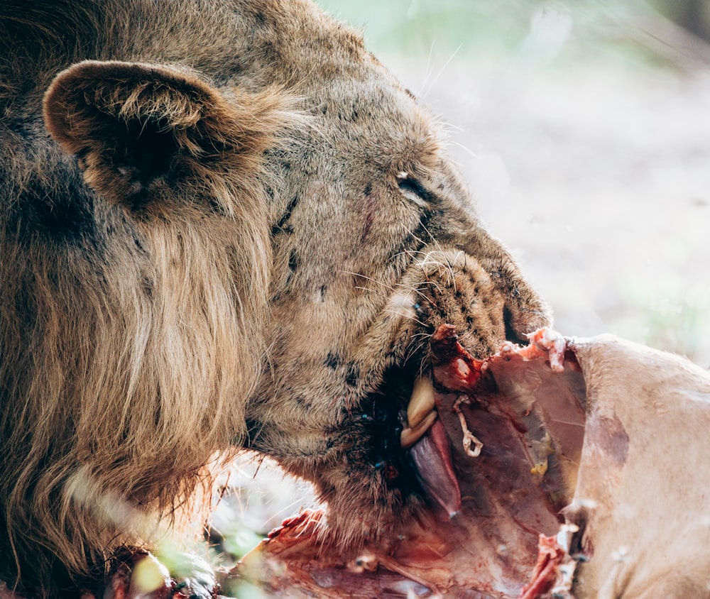 a lion eating a carcass on the ground