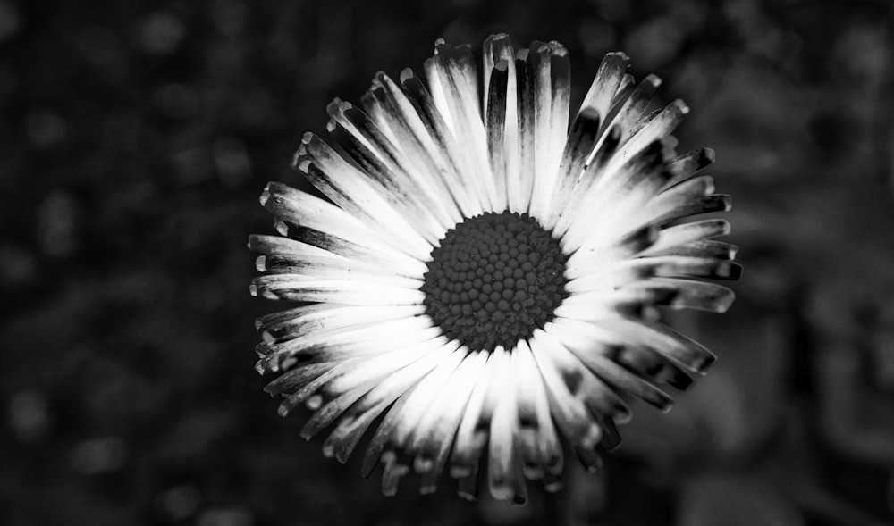 a black and white photo of a flower