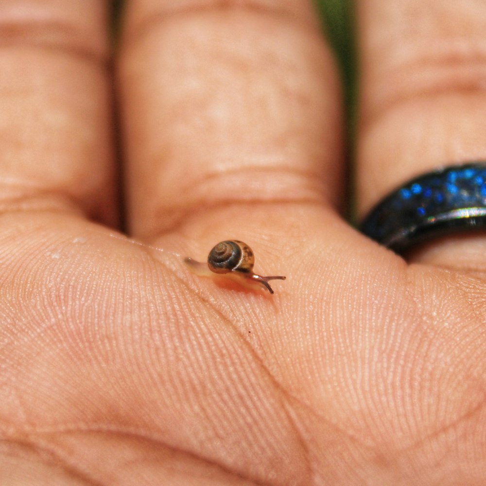 a tiny snail sitting on a persons hand
