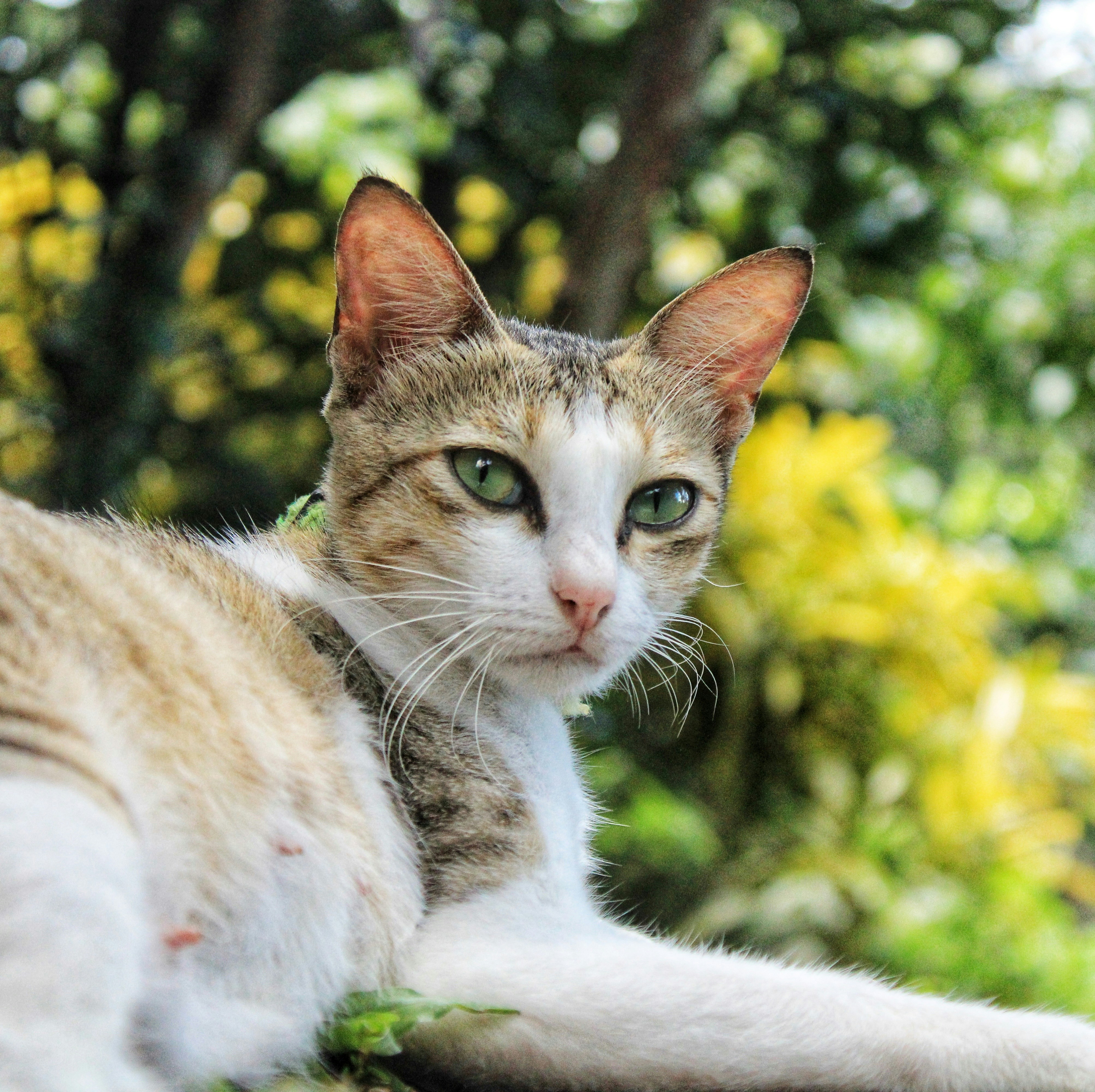 Photo by emmanual_lonewolf