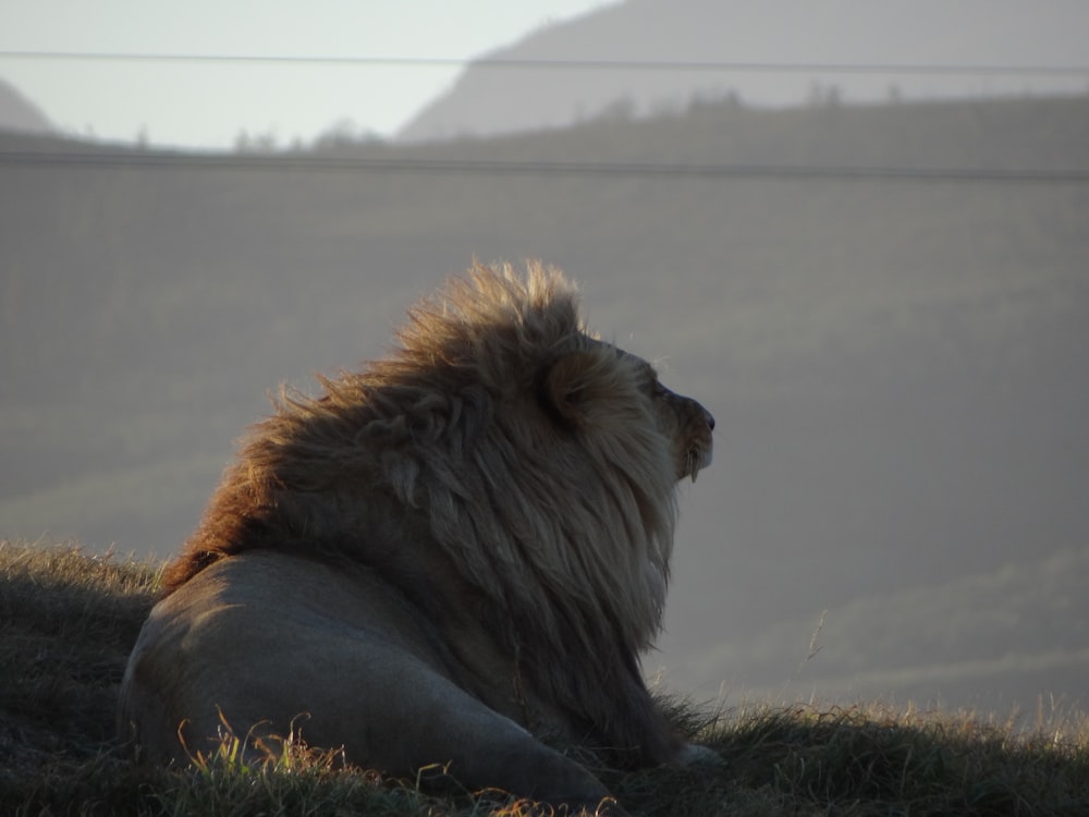 a large lion laying on top of a grass covered field