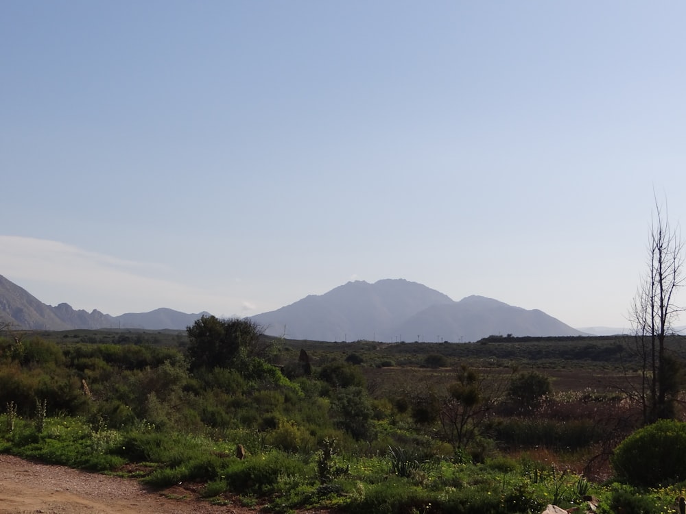 a dirt road in the middle of a field with mountains in the background