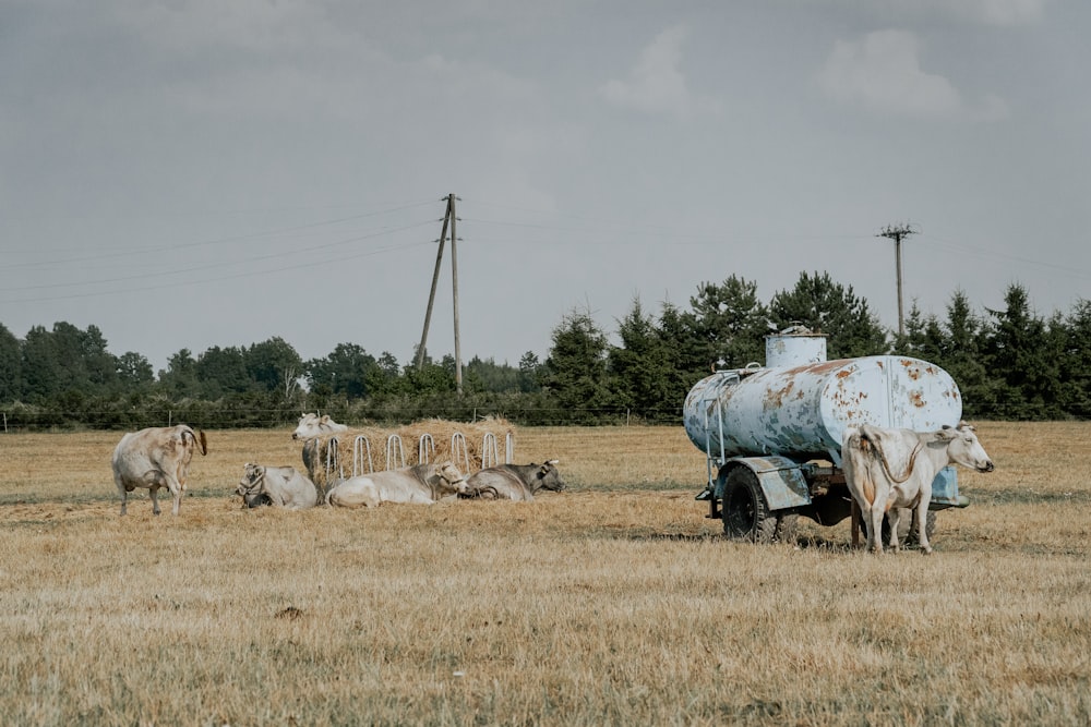 a group of cows standing and laying in a field