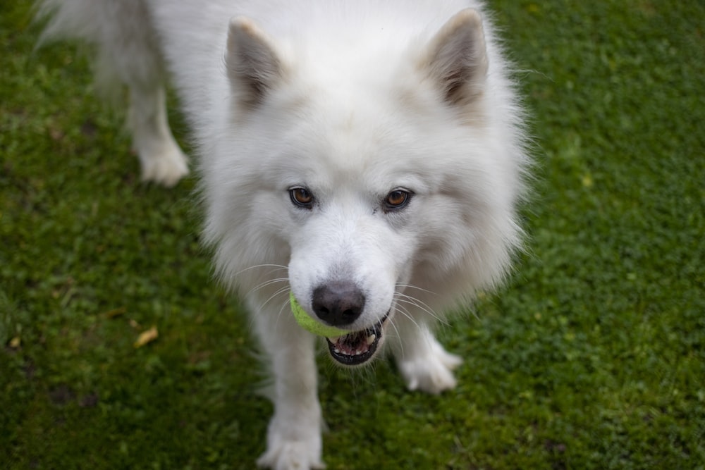 a white dog standing on top of a lush green field