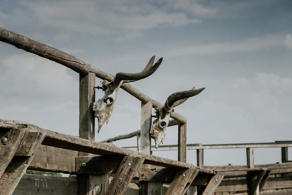 a couple of animals that are standing in the dirt