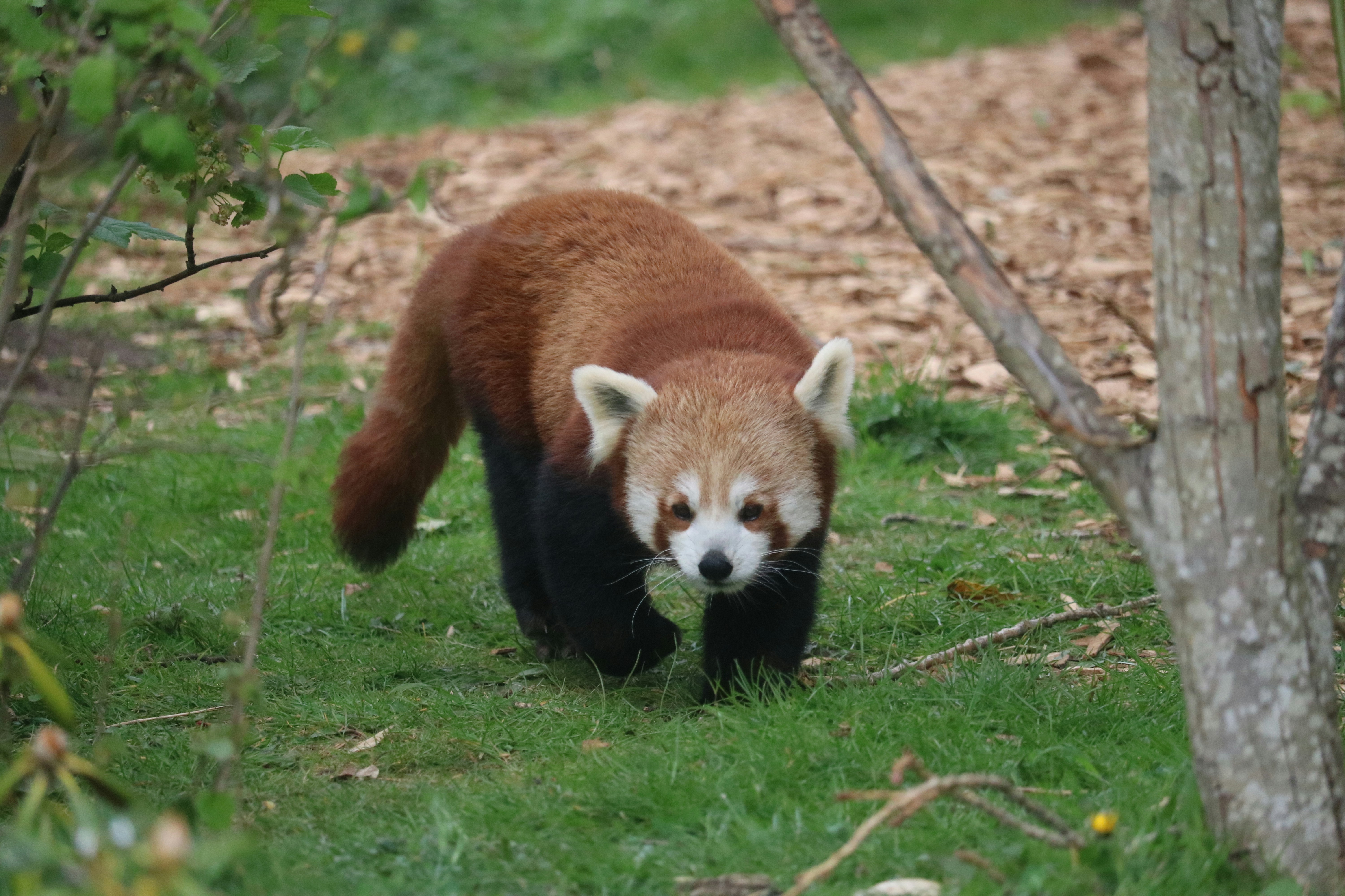 a red panda is walking through the grass