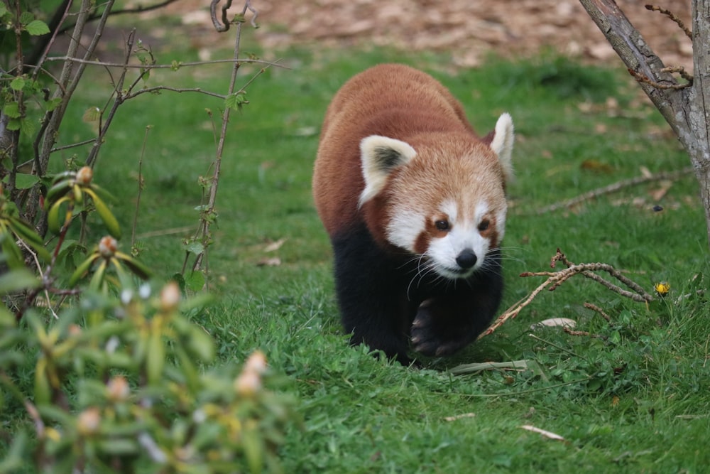 a red panda is walking through the grass