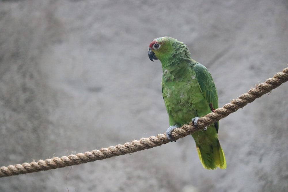 a green parrot sitting on a rope with a rock in the background