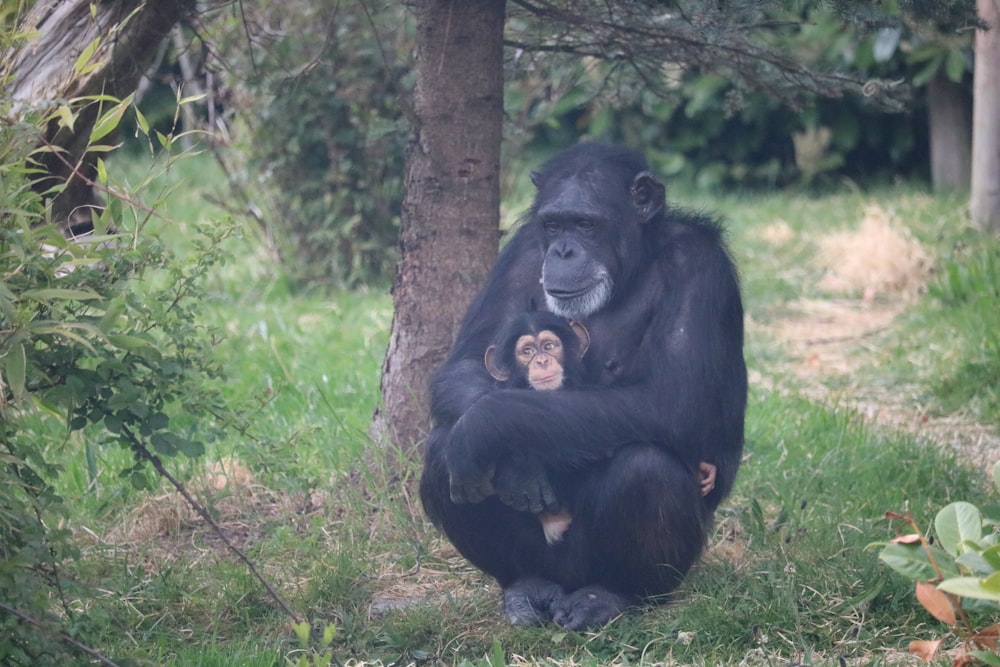 a chimpan sitting on the ground next to a tree