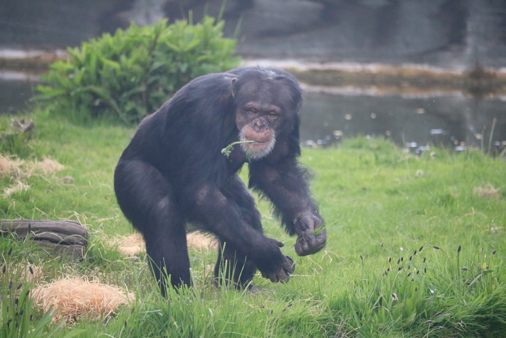 a chimpan standing on a lush green field