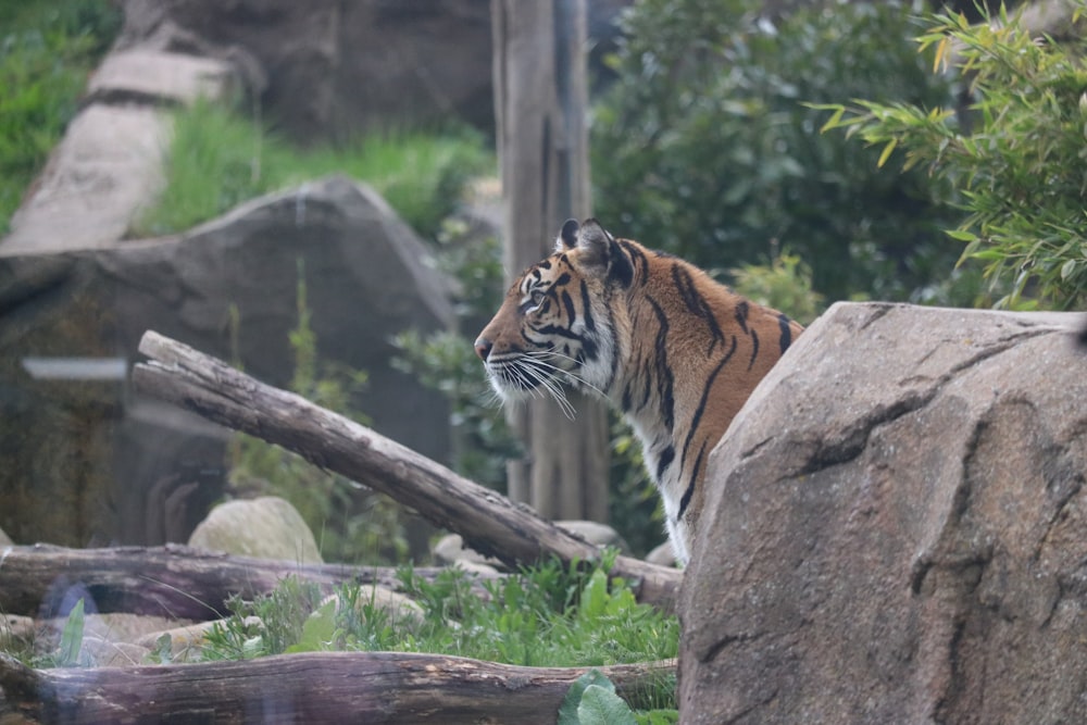 a tiger standing on top of a large rock