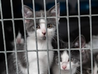 Three kittens are peering through the bars of a cage. The kittens appear curious and slightly anxious, with their gray and white fur contrasting against the metallic cage bars.