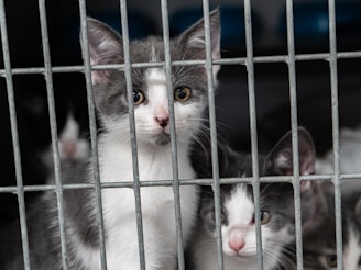 Three kittens are peering through the bars of a cage. The kittens appear curious and slightly anxious, with their gray and white fur contrasting against the metallic cage bars.