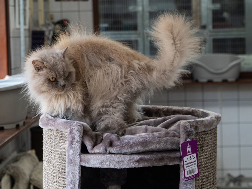 a fluffy cat sitting on top of a scratching post