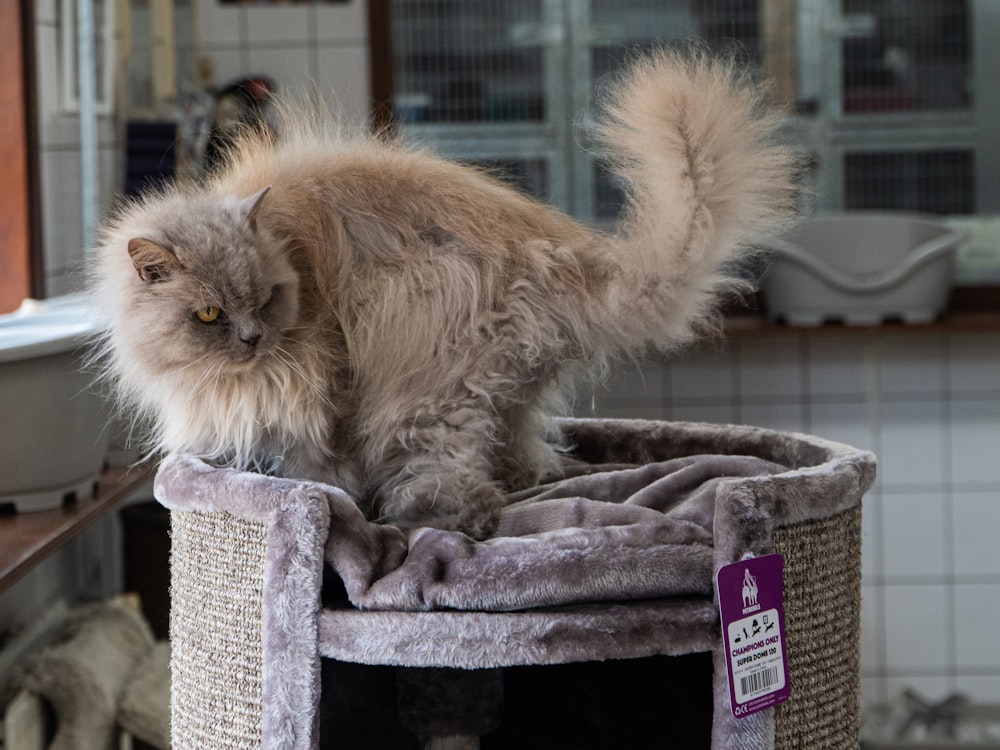 un gatto birichino seduto in cima a un tiragraffi