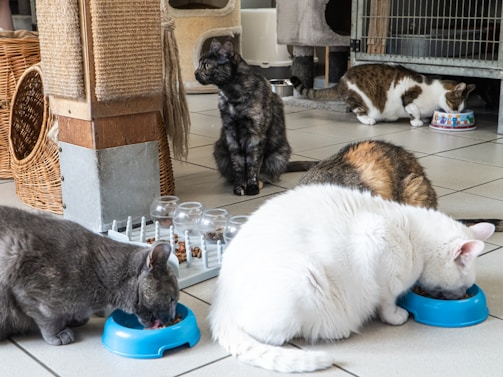 Several cats are in a room, with some eating from blue bowls on a tiled floor. The setting includes cat furniture like scratching posts and a few scattered toys.