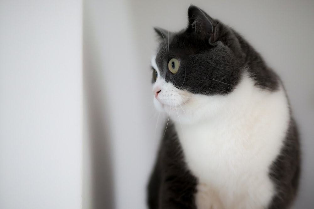 a black and white cat sitting on top of a table