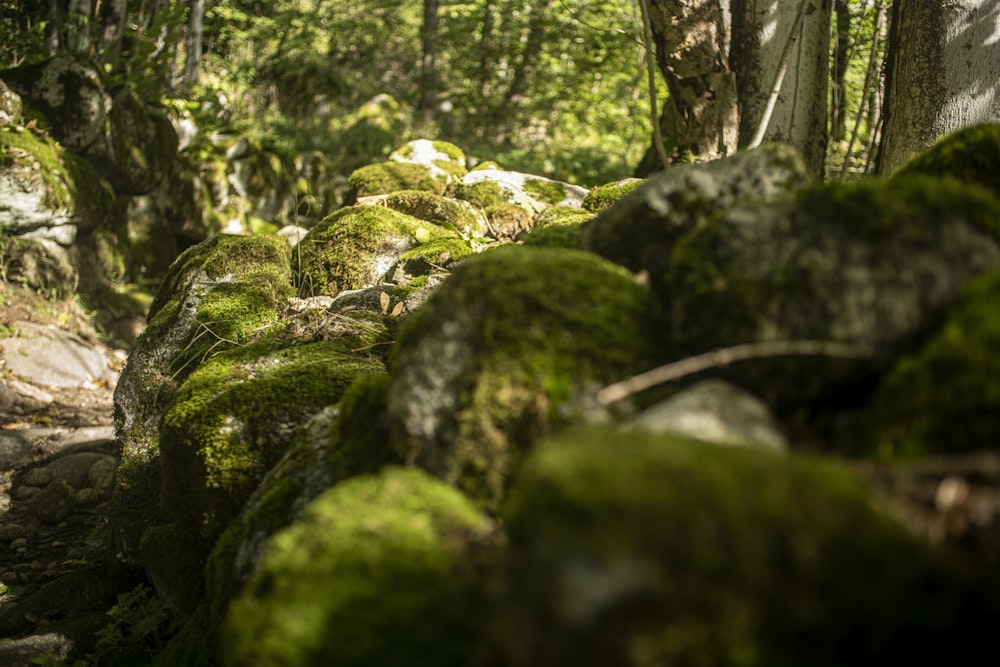 moss covered rocks and trees in a forest