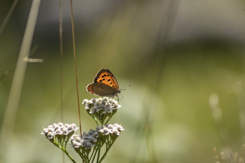 a butterfly sitting on a flower in a field