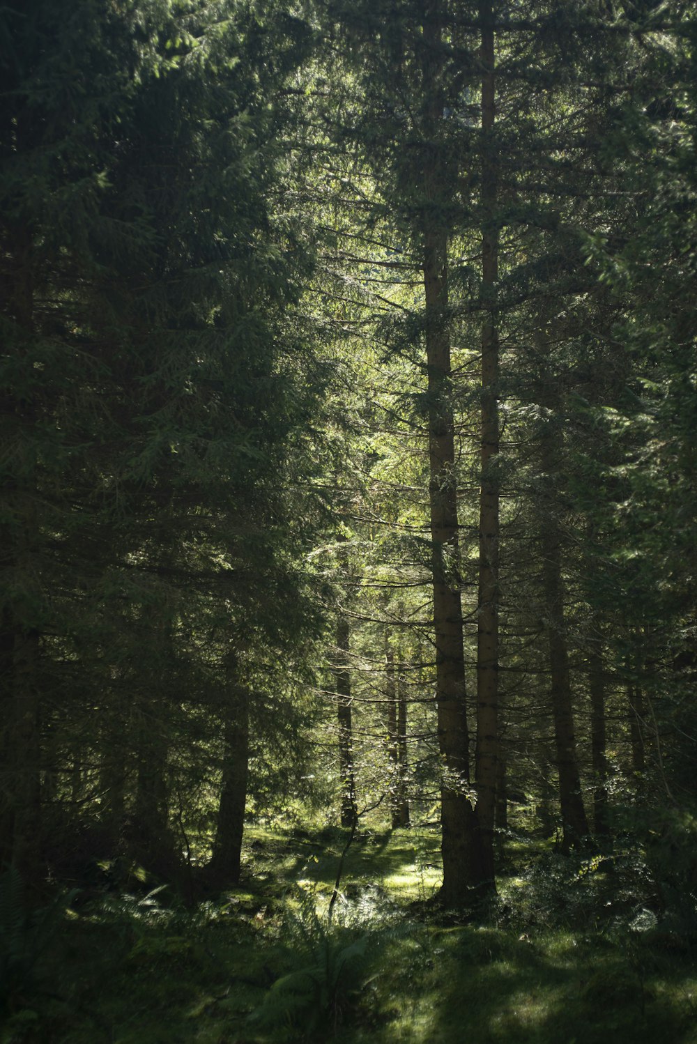 a forest filled with lots of tall trees