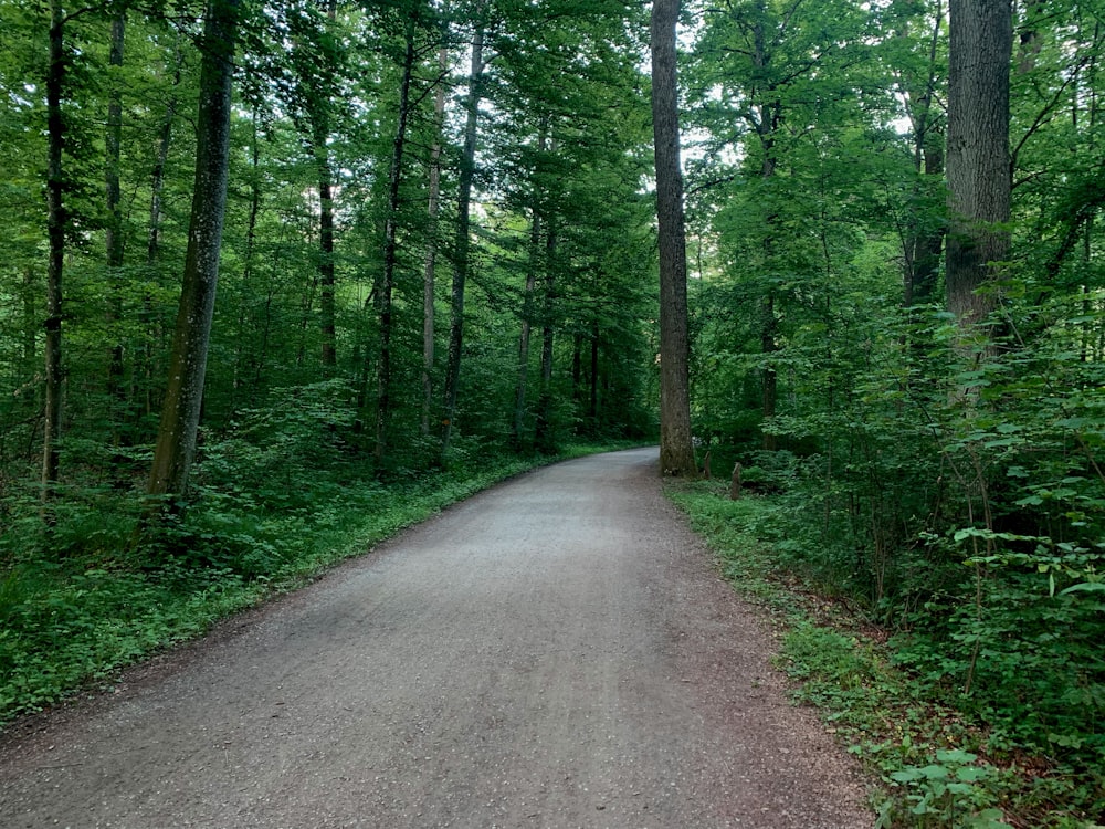 a dirt road in the middle of a forest