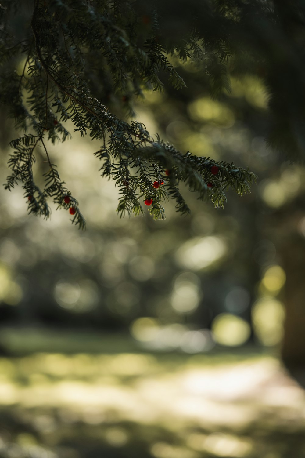 a close up of a pine tree with a blurry background