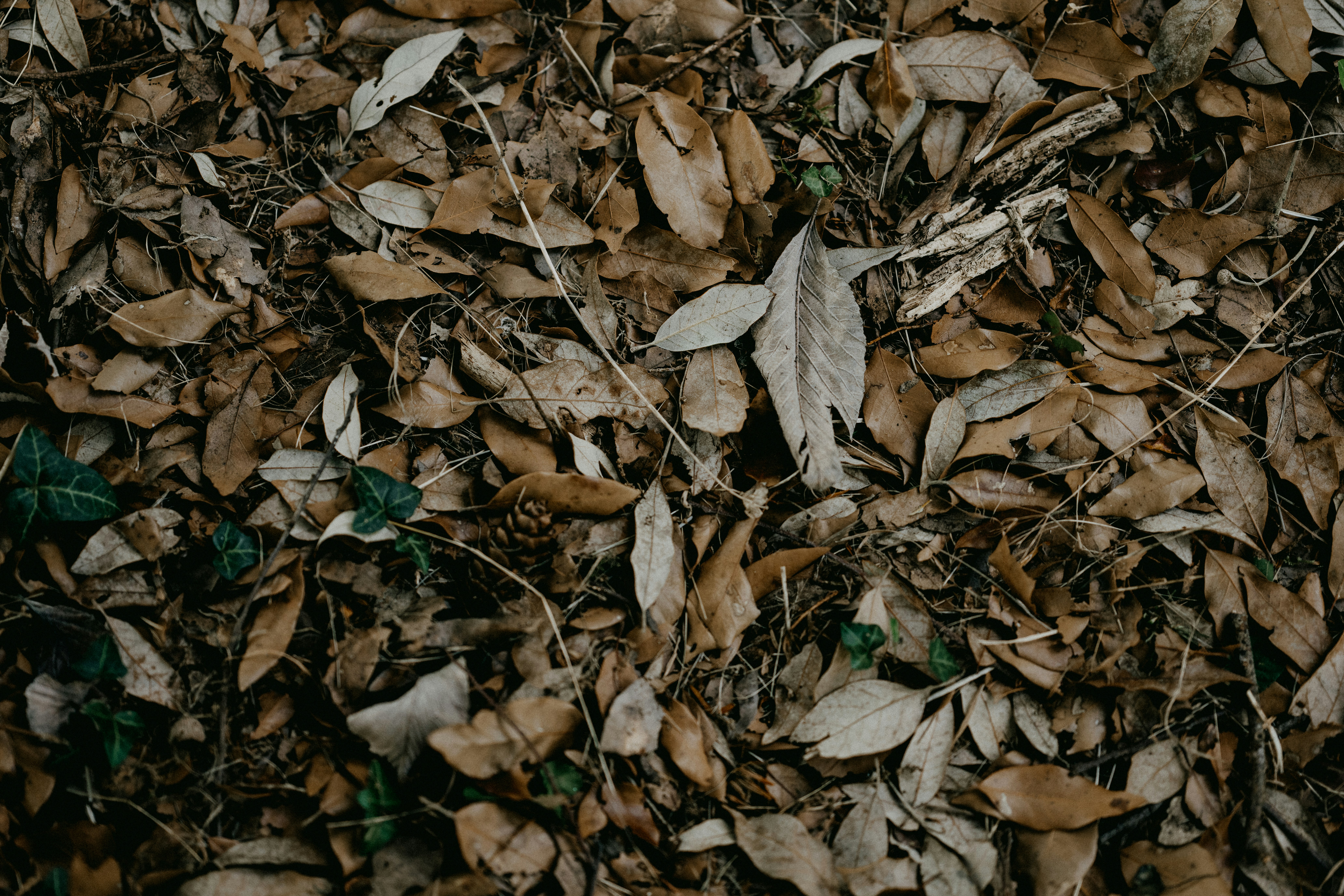 Photo by anniespratt