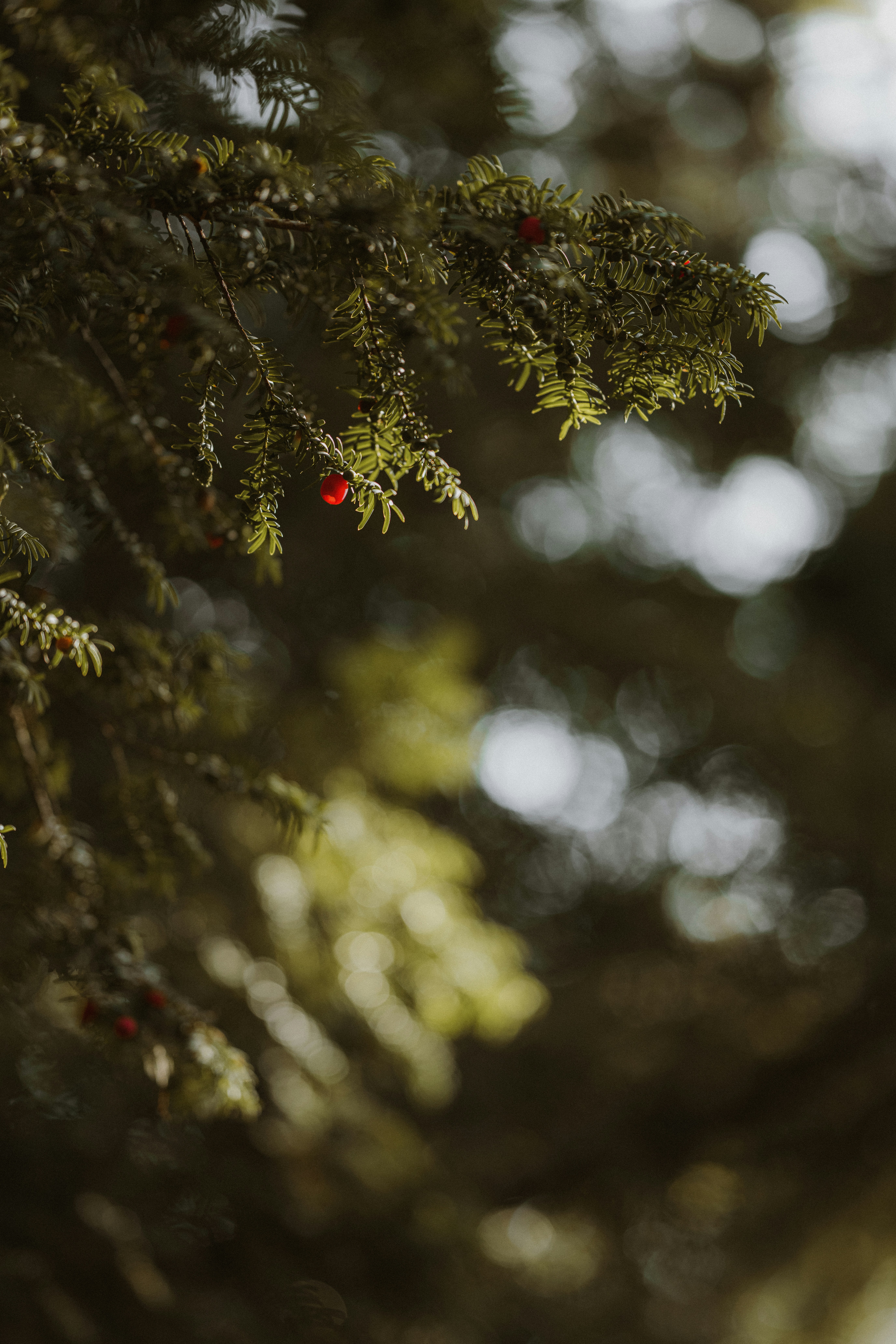 Photo by anniespratt