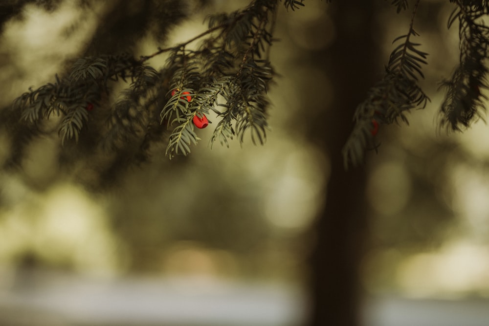 a close up of a tree with berries on it