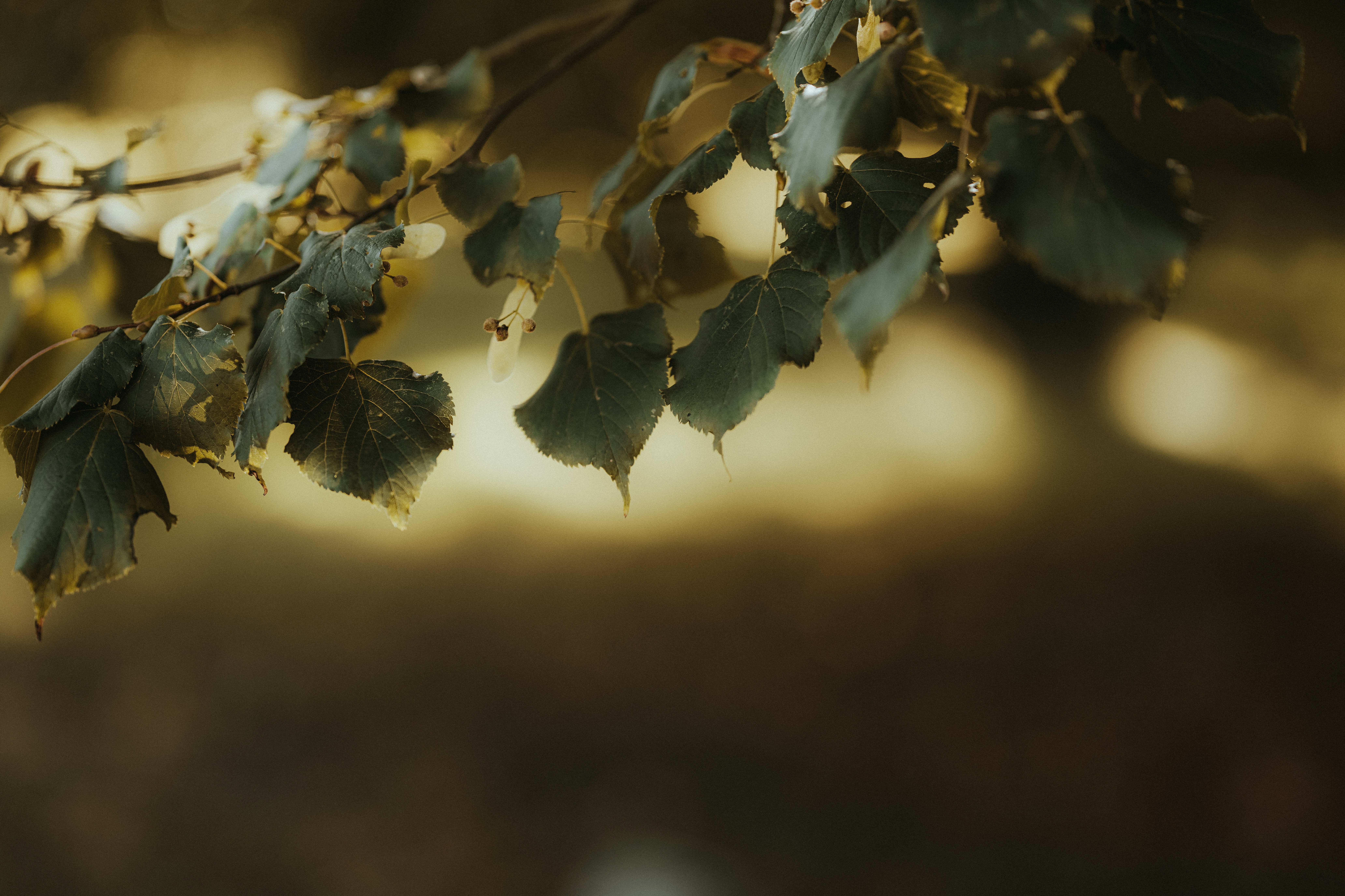 Photo by anniespratt