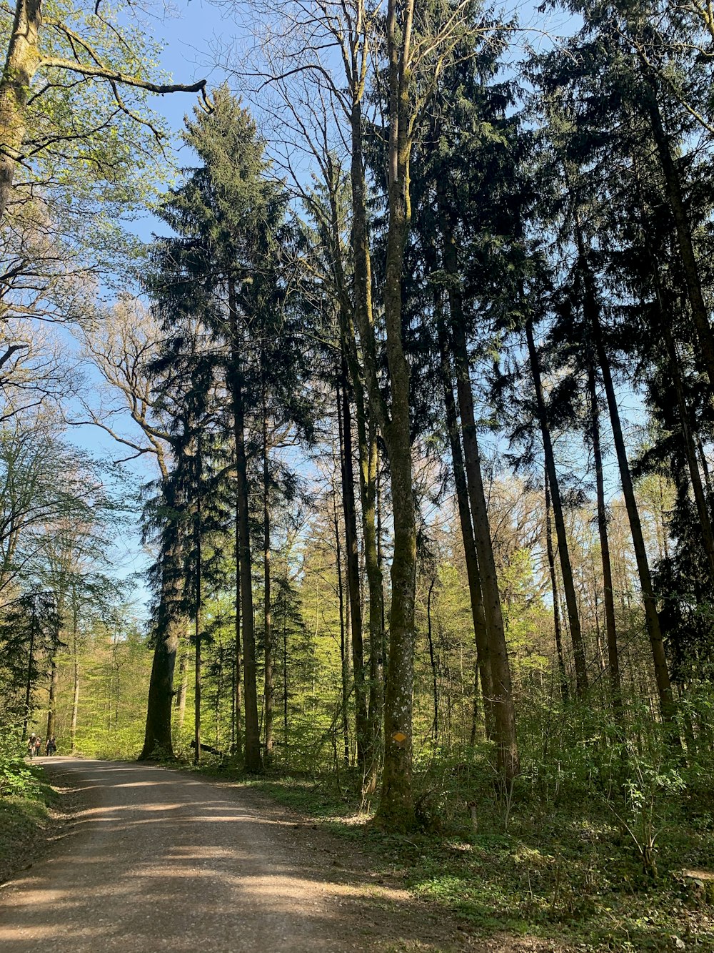 Ein Feldweg mitten im Wald