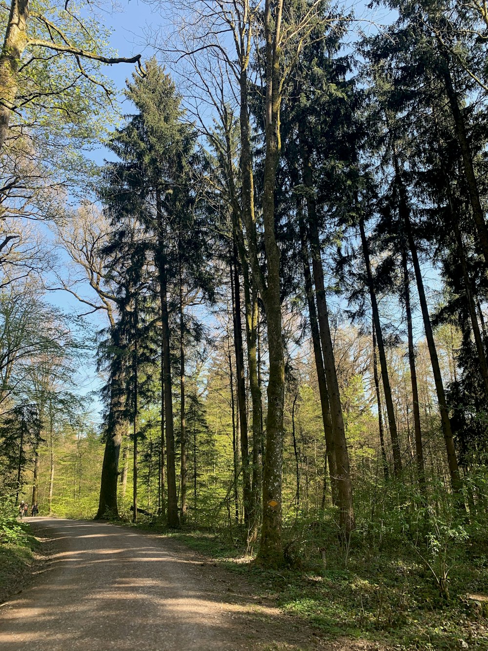 a dirt road in the middle of a forest