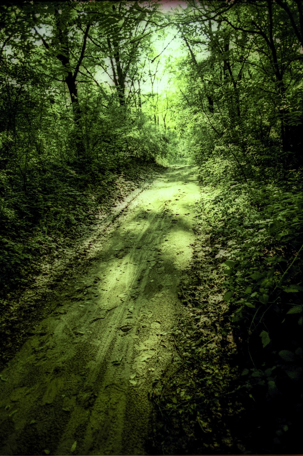 a dirt road in the middle of a forest