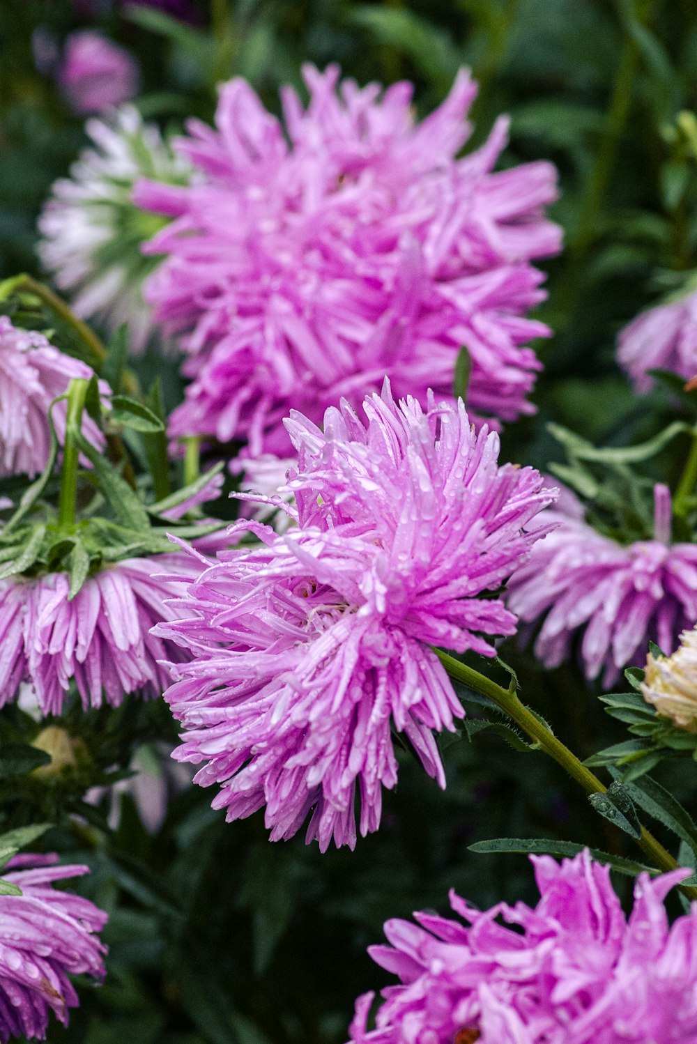 a close up of a bunch of purple flowers