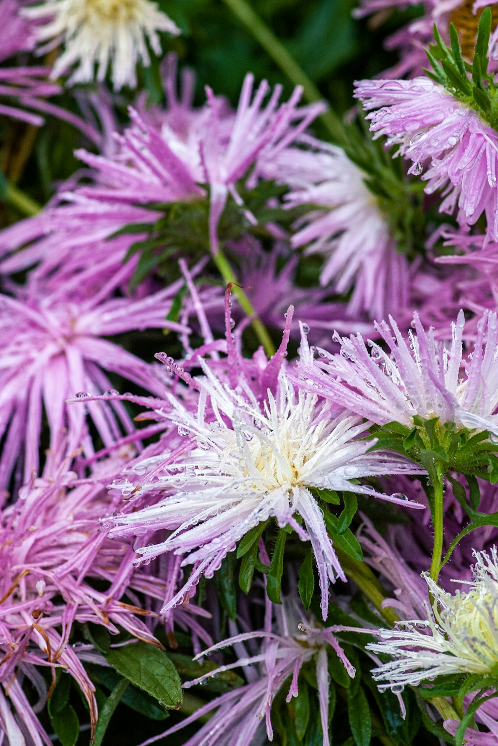 a close up of a bunch of purple flowers