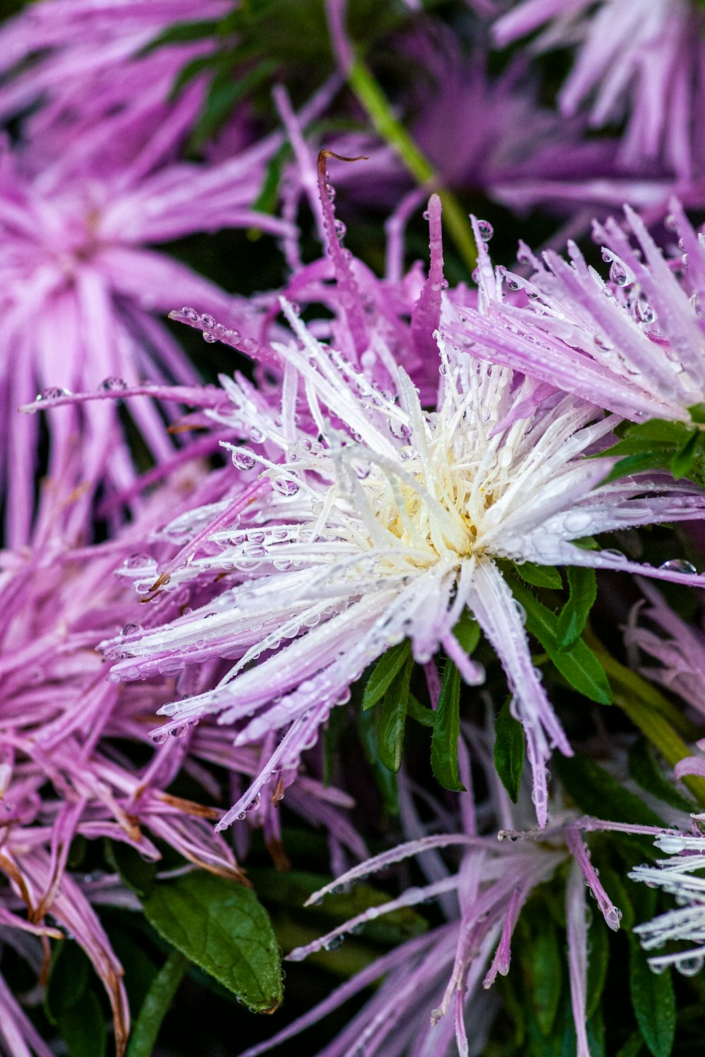 a close up of a bunch of purple flowers