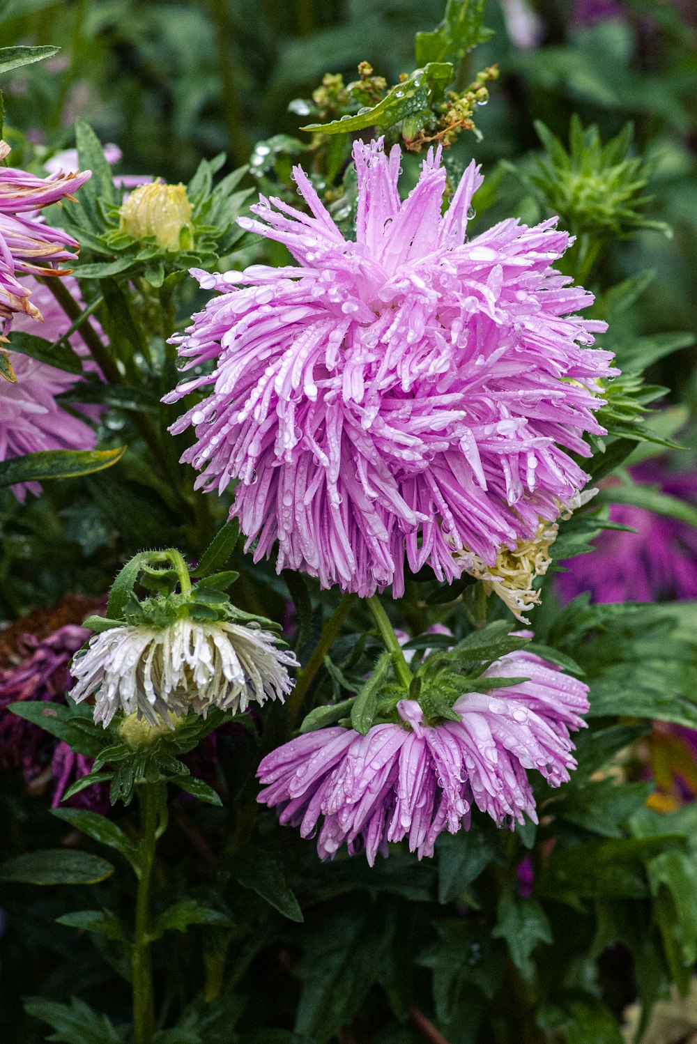 a close up of a bunch of purple flowers