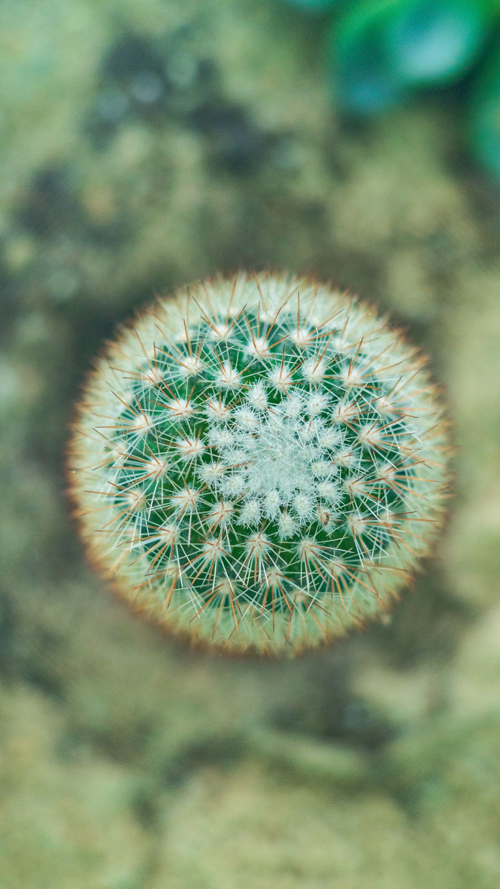 a small green plant sitting on top of a dirt ground