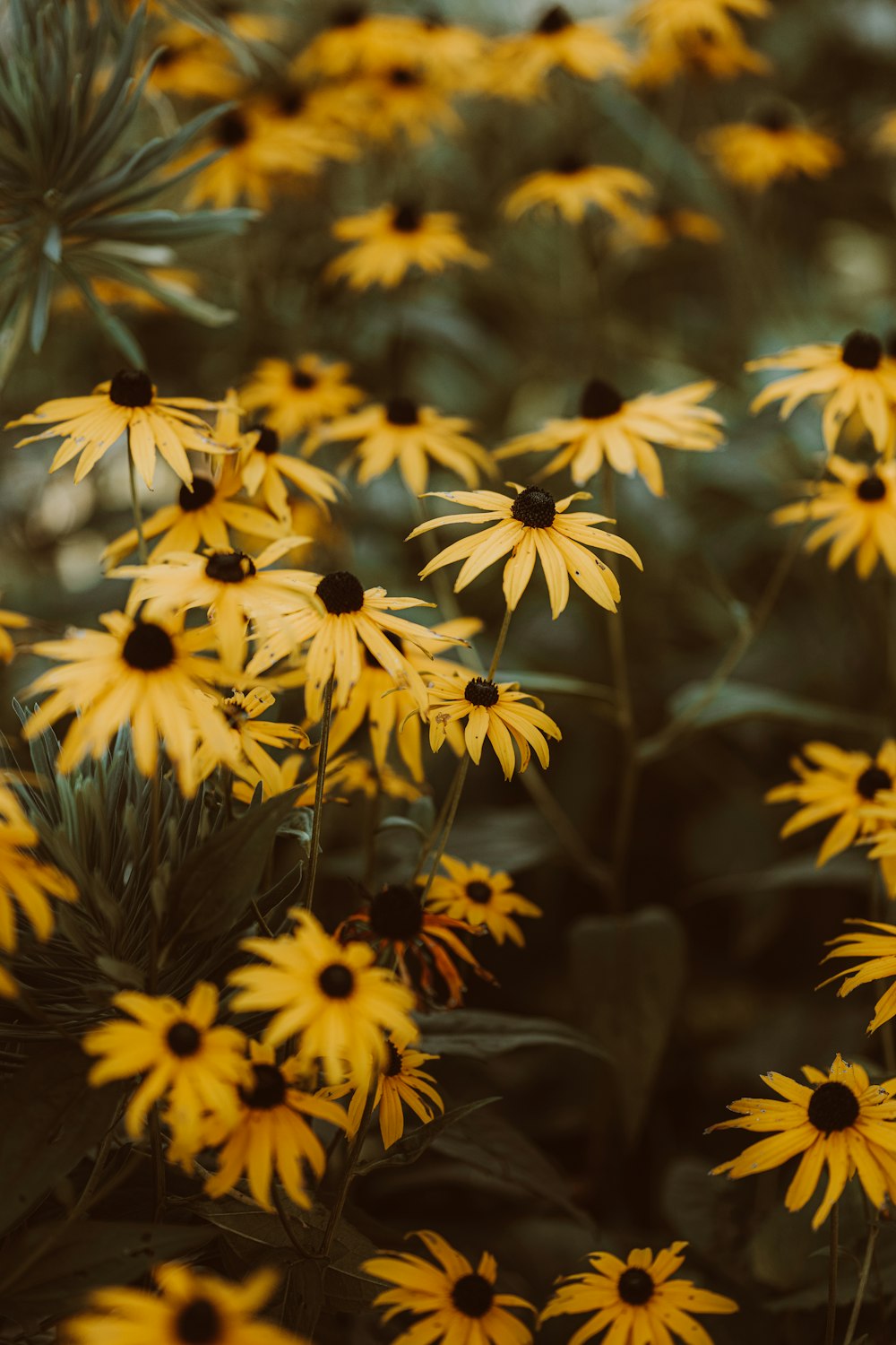 a field of yellow flowers with green leaves