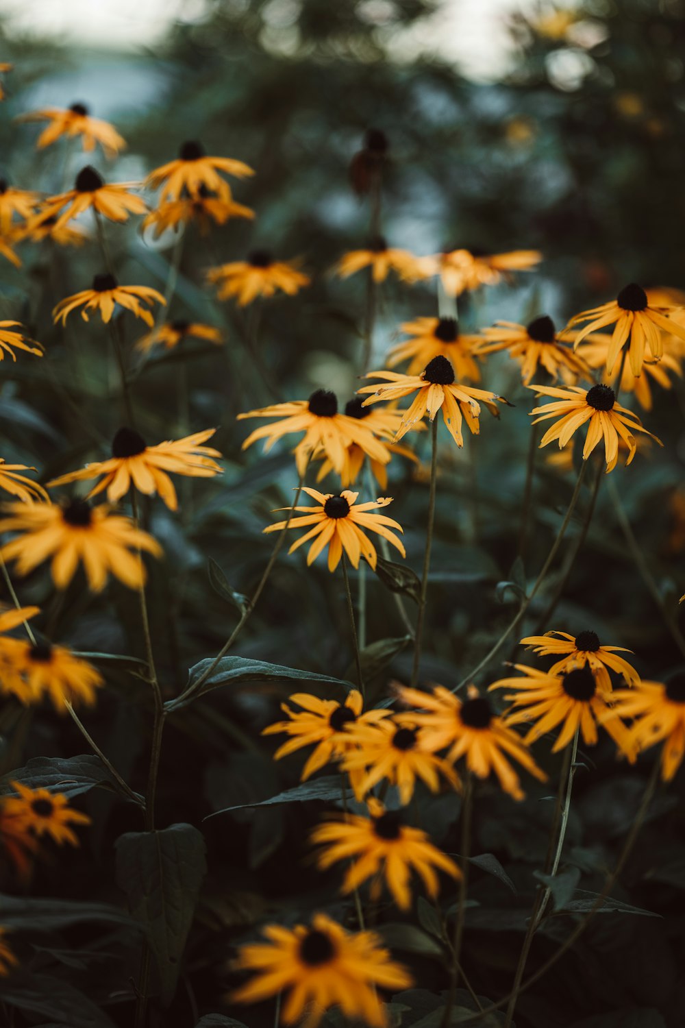 a bunch of yellow flowers in a field