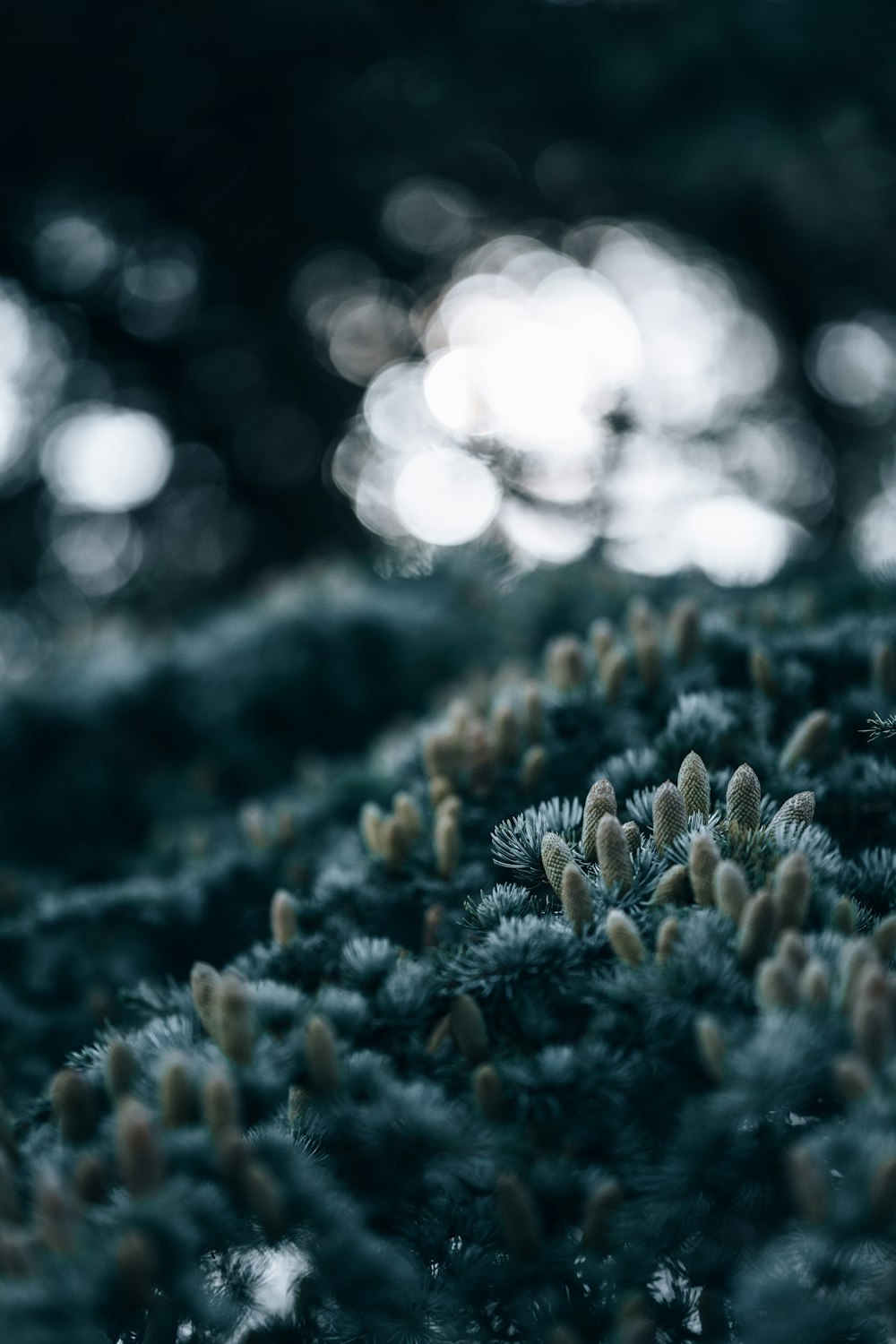 a close up of a bunch of small plants