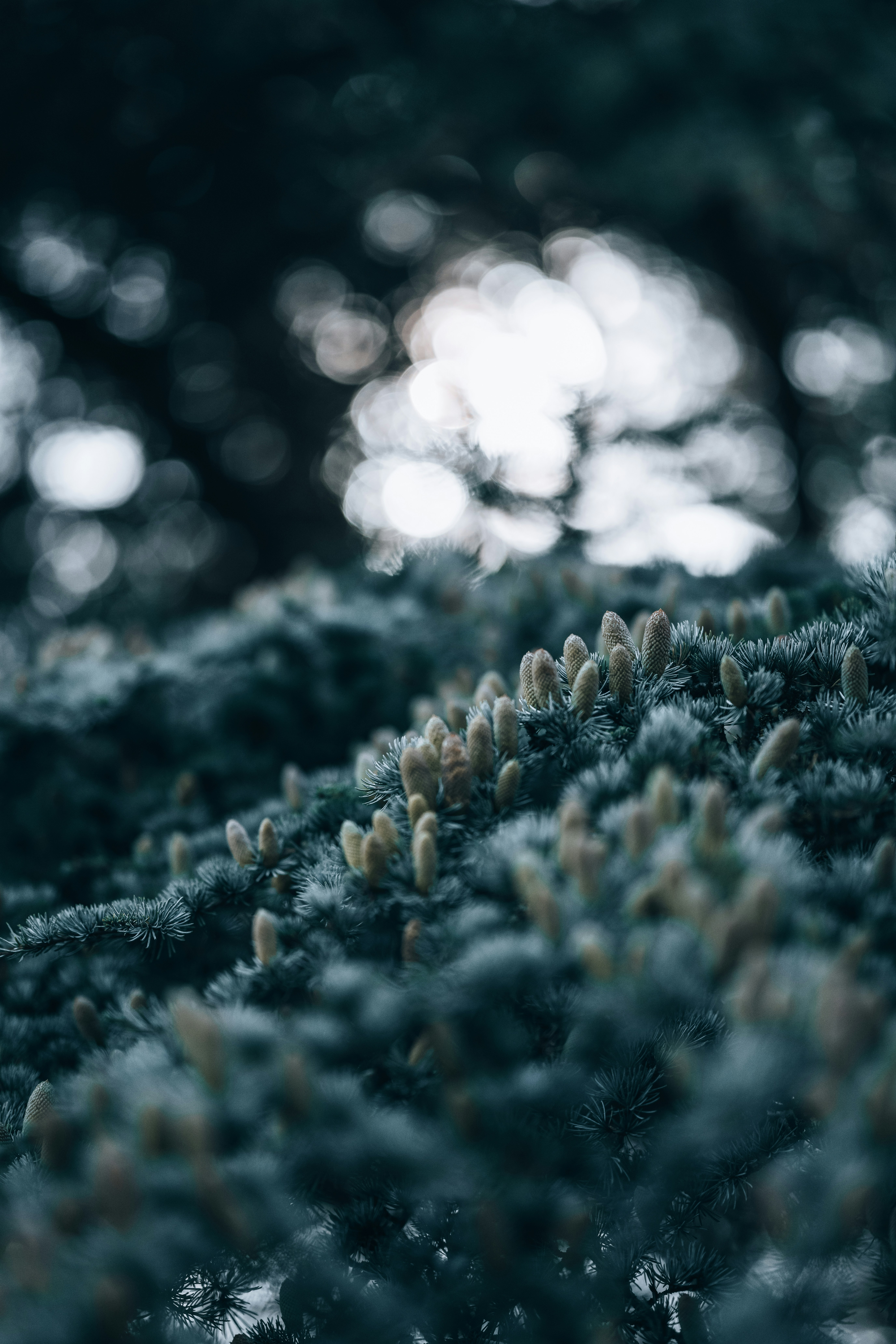 Photo by anniespratt