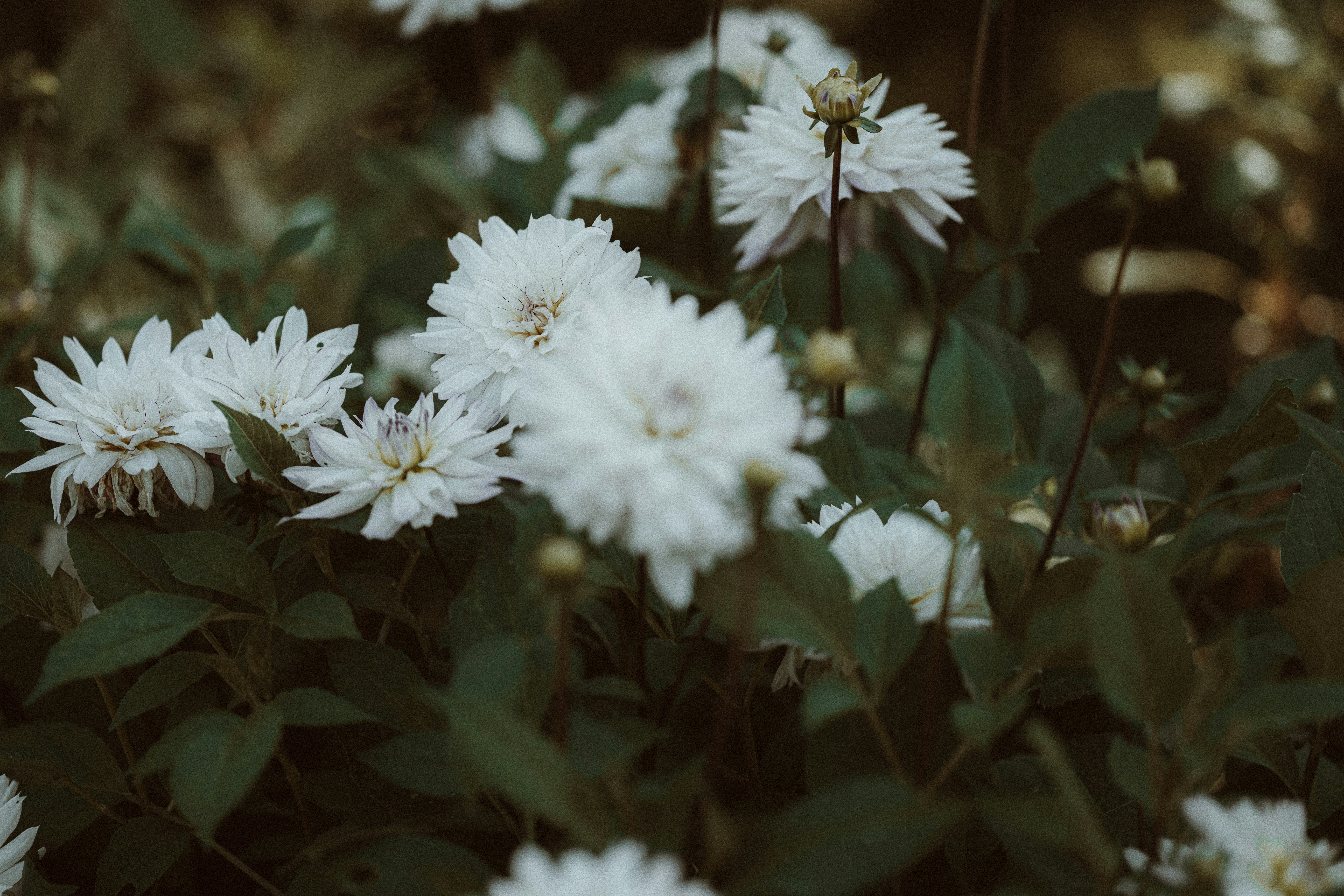 Photo by anniespratt