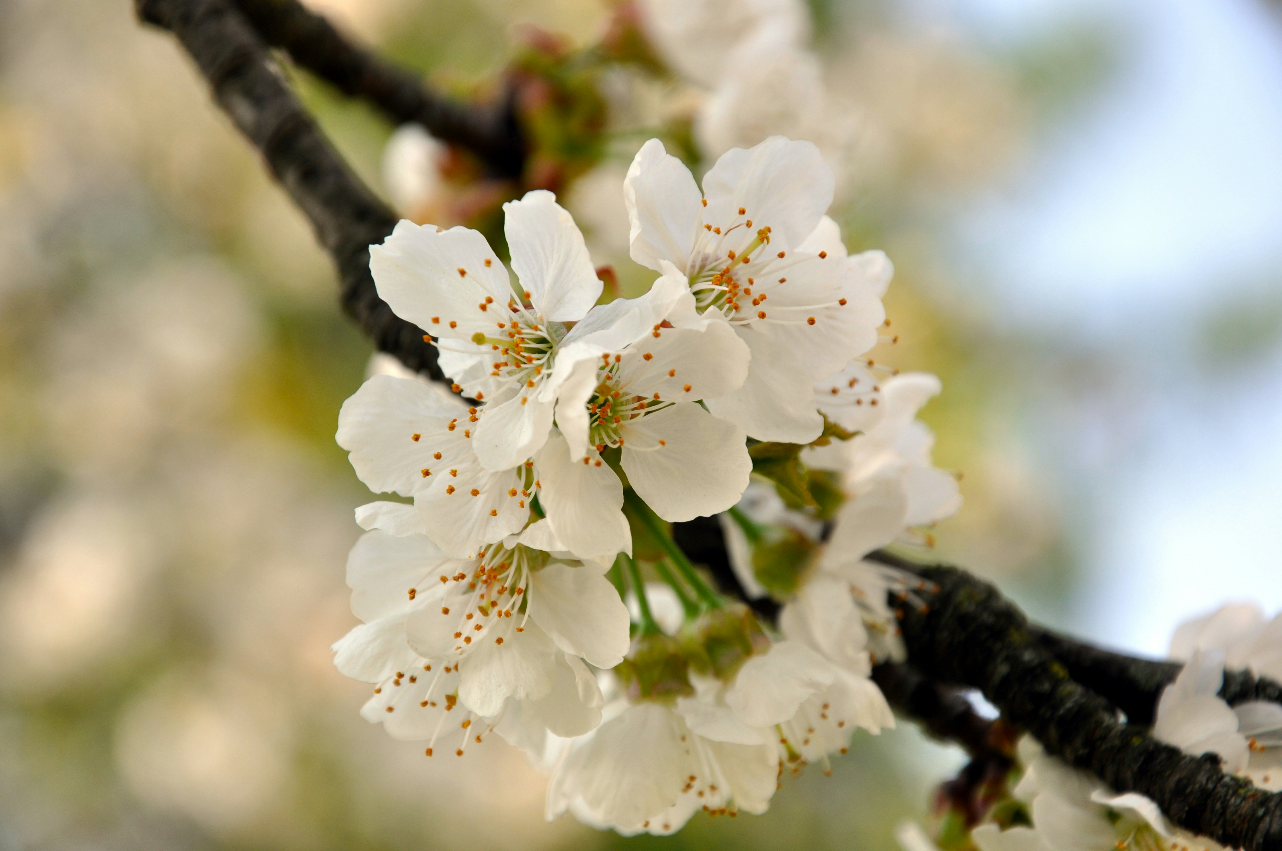 Photo by paolo_gregotti