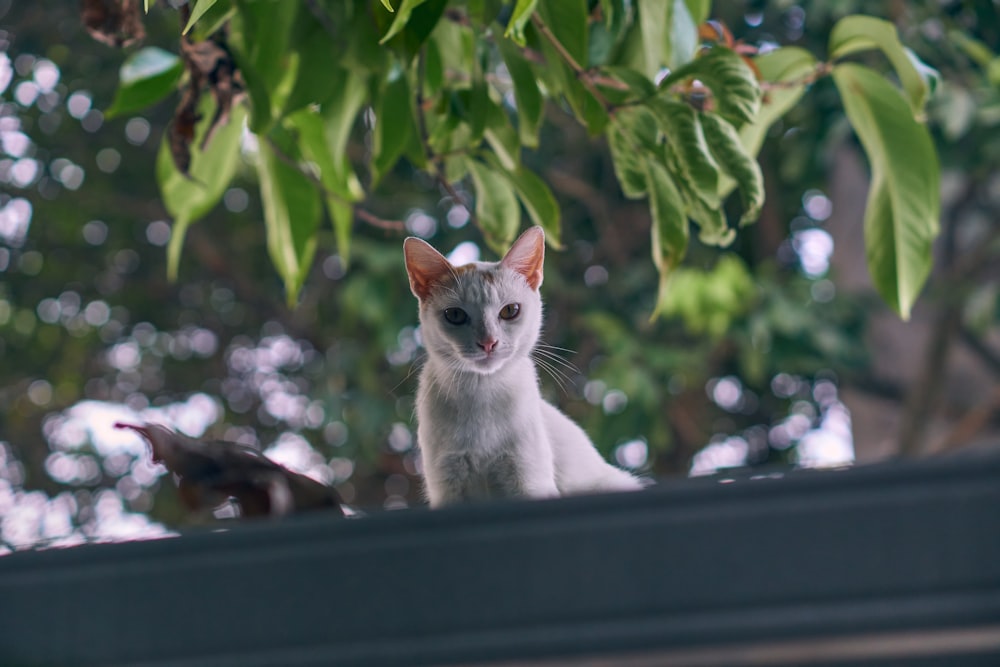 a white cat sitting on top of a roof