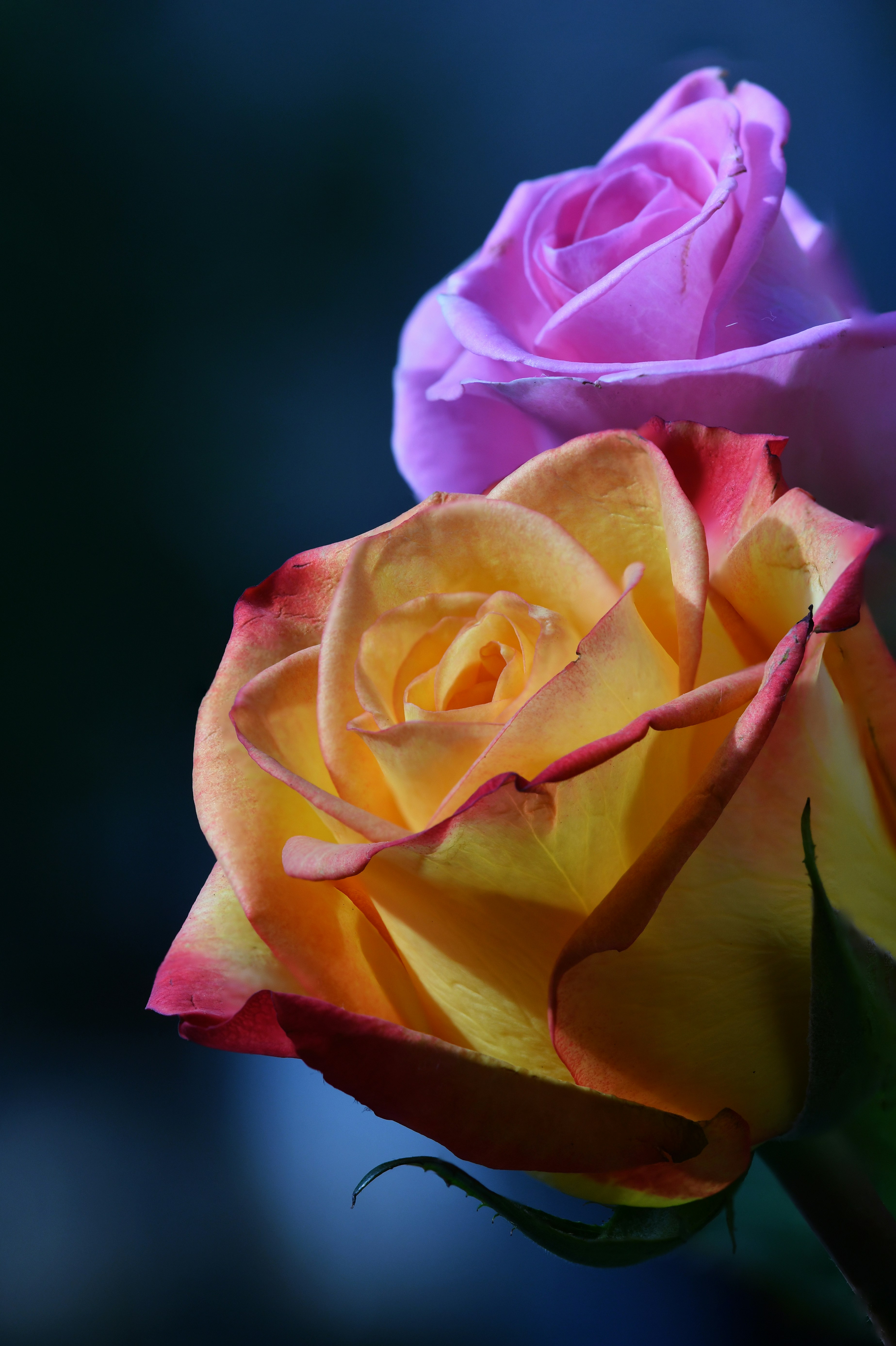 Un primo piano di due rose di colore diverso foto – Immagine gratis di  Sfondo su Unsplash, image size:3000x4506