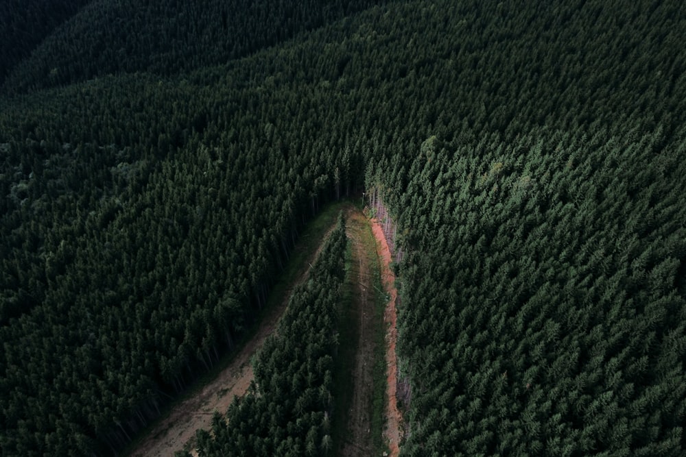 a close up of a green field