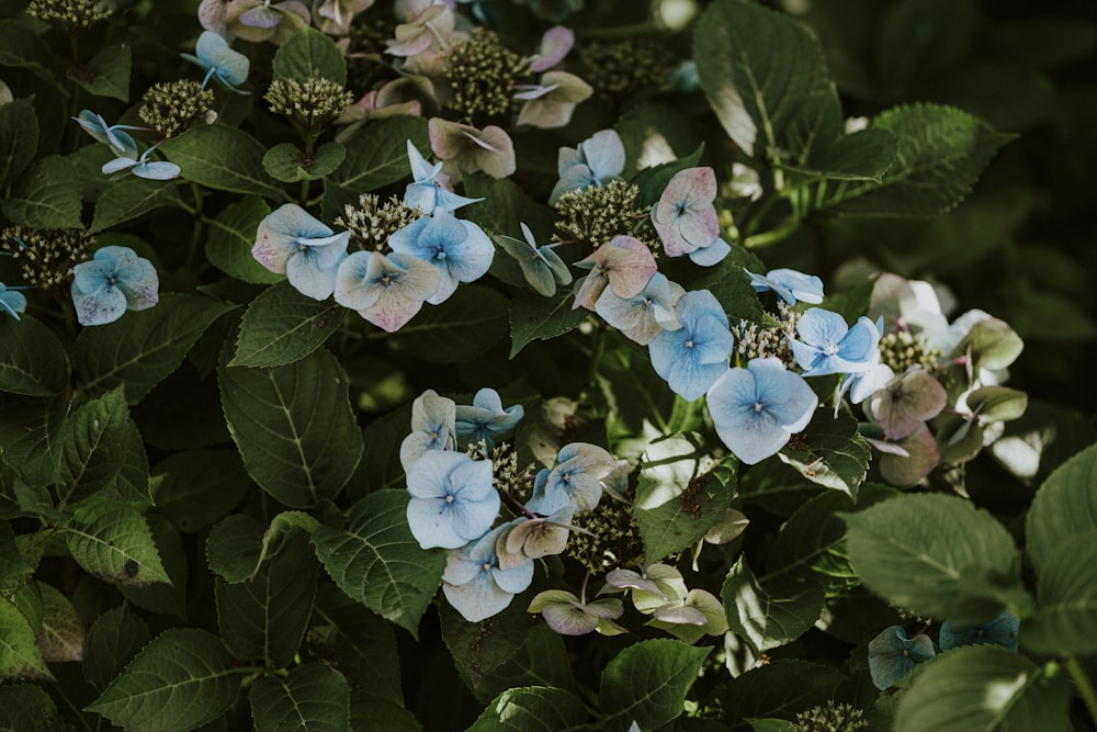 a close up of a flower garden