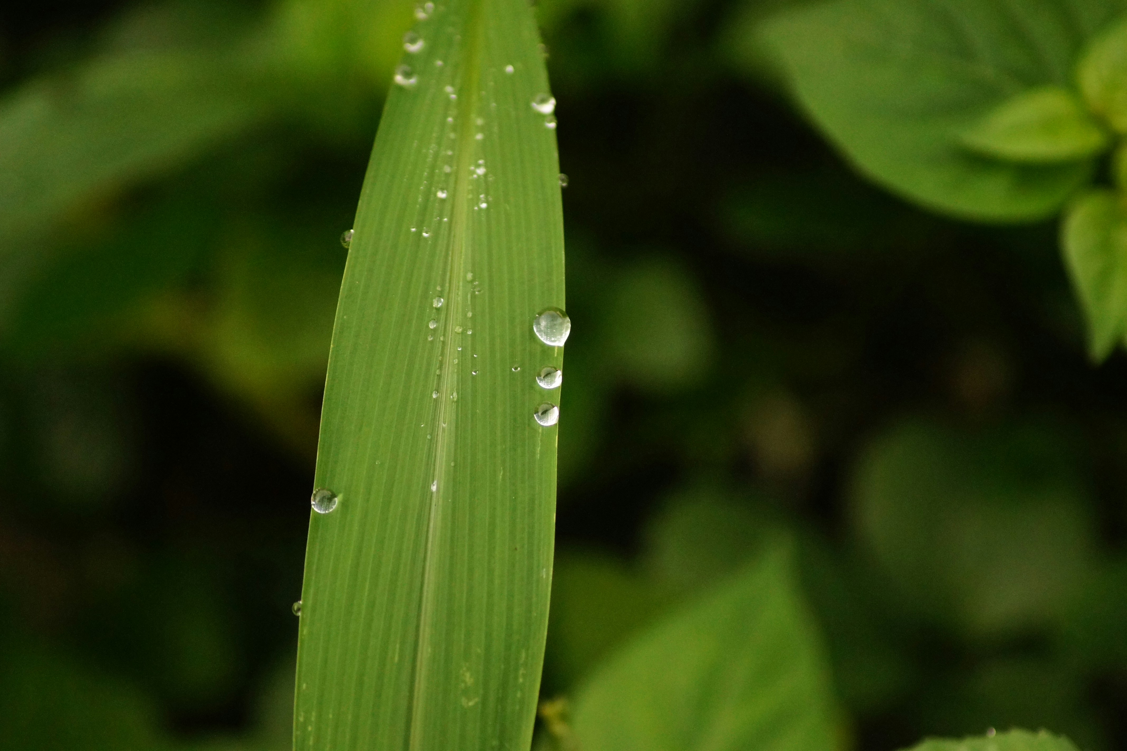 a green leaf with drops of water on it